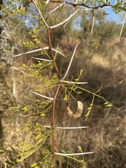 Vachellia exuvialis