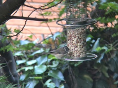 Lophophanes cristatus