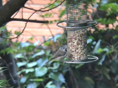 Lophophanes cristatus