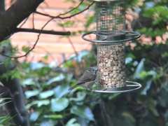 Lophophanes cristatus