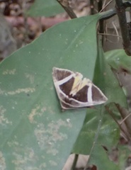 Fodina contigua