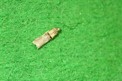 Trachonitis cristella