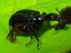 Cycnotrachelus cyanopterus