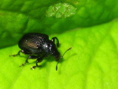Euops lespedezae koreanus