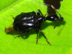Cycnotrachelus cyanopterus