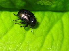 Euops lespedezae koreanus