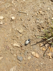 Dorcadion fuliginator