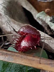 Corybas fimbriatus