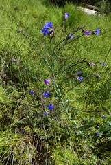 Anchusa strigosa