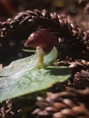 Corybas fimbriatus