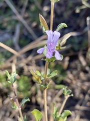 Dyschoriste rogersii