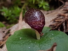 Corybas fimbriatus