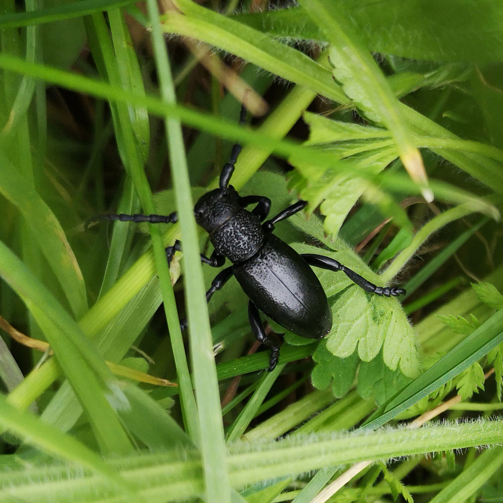 Iberodorcadion spinolae