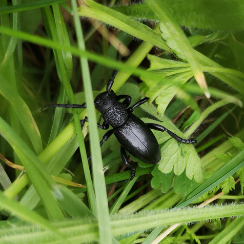 Iberodorcadion spinolae