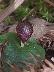 Corybas fimbriatus