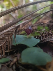 Corybas fimbriatus