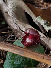 Corybas fimbriatus