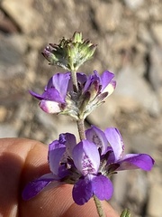 Collinsia concolor