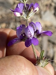Collinsia concolor