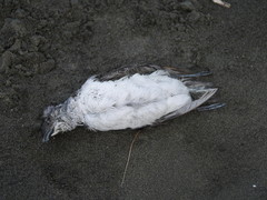 Pelecanoides urinatrix