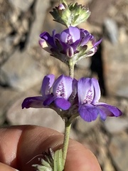 Collinsia concolor