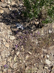 Collinsia concolor