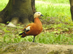 Tadorna ferruginea