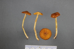Cortinarius peraurilis