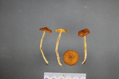 Cortinarius peraurilis