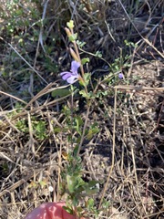 Dyschoriste rogersii