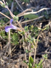 Dyschoriste rogersii