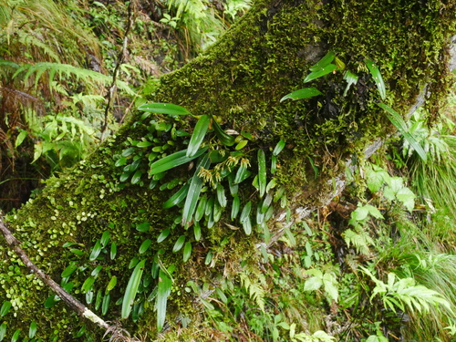 Bulbophyllum umbellatum, photograph 5