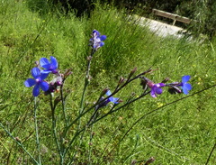 Anchusa strigosa
