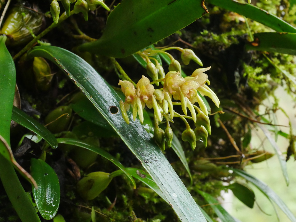 Bulbophyllum umbellatum