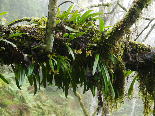 Bulbophyllum umbellatum, photograph 6