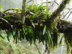 Bulbophyllum umbellatum, photograph (c) Jacy Chen, some rights reserved (CC BY)