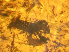 Cherax robustus