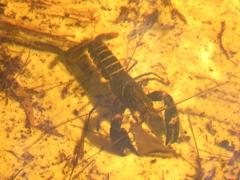 Cherax robustus
