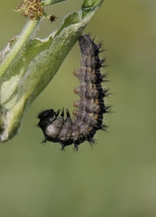Aglais urticae