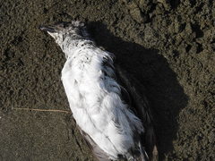 Pelecanoides urinatrix