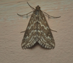 Evergestis frumentalis