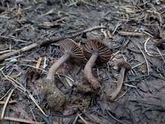 Pseudoomphalina angelesiana