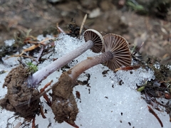 Pseudoomphalina angelesiana