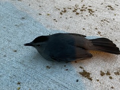 Dumetella carolinensis