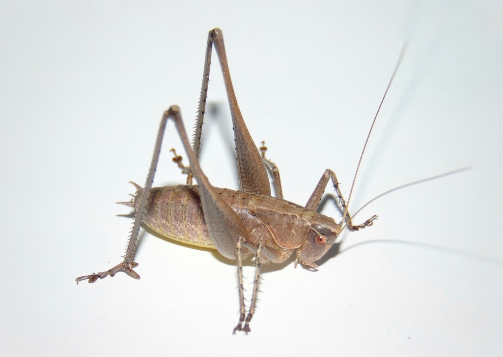 Rhacocleis werneri