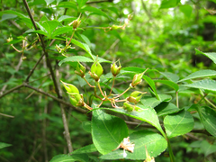 Staphylea bumalda