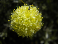 Eriogonum douglasii