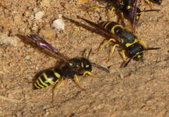 Odynerus consobrinus