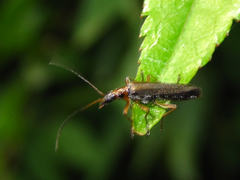 Oedemera amurensis