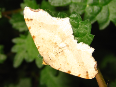 Macaria shanghaisaria